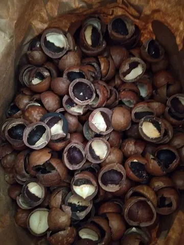NUT SHELLS FOR BBQ SMOKING