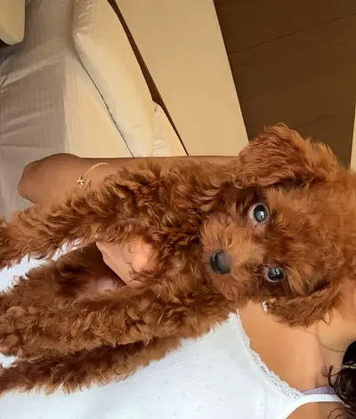 Male Teacup Poodle