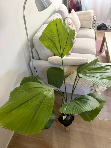 Plant