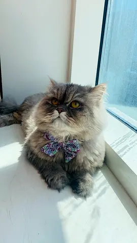 Fluffy Persian Cat free adoption — (ready for new home)