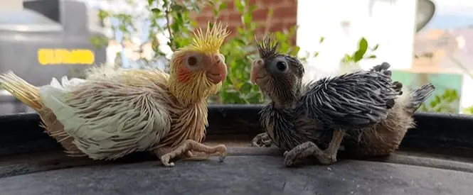 Two baby cockatiels - hand-reared chicks available