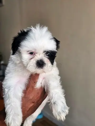 Adorable56-old Shih Tzu puppy — male,and female ready for new home