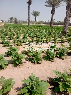 Huge 300,000 Sqft Agricultural Land | Al Samha Farms