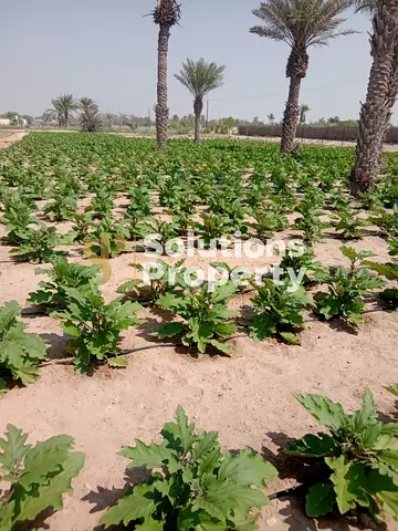 Huge 300,000 Sqft Agricultural Land | Al Samha Farms