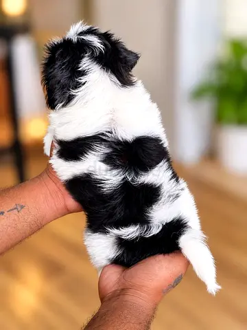 Healthy 56-days Shih Tzu puppy — ready for a new home