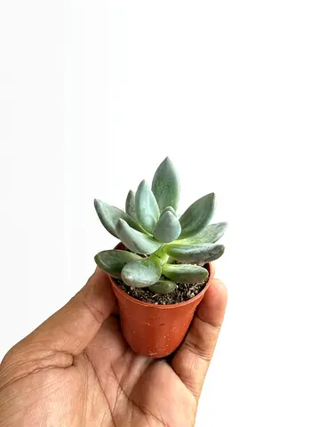 Holland Imported Live Pachyphytum Moonstones Succulent in Pot (5cm) | Silver-Blue Chubby Indoor