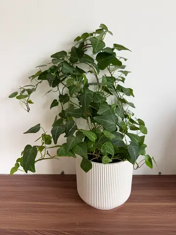 Healthy trailing English ivy in white ceramic pot