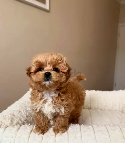 Adorable Teacup Maltipoo Puppies Ready for Loving Homes