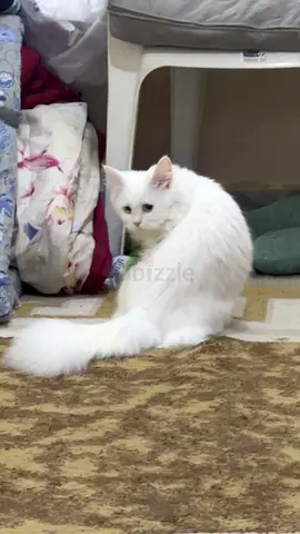 White long-haired female cat — calm, friendly, indoor pet