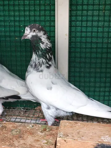 Pakistani pigeon
