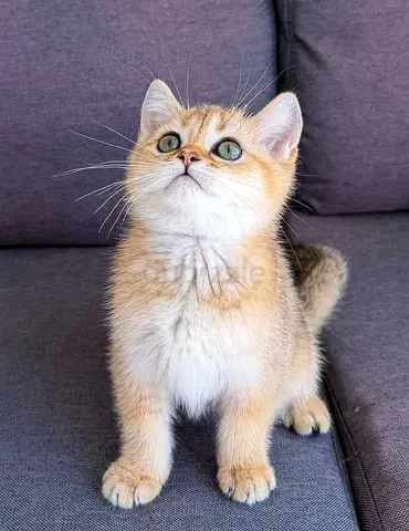 British Shorthair Ny Golden Kittens