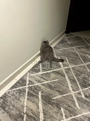 Friendly gray cat available for adoption — healthy indoor pet free adoption