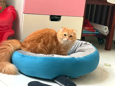 Kittens for adoption