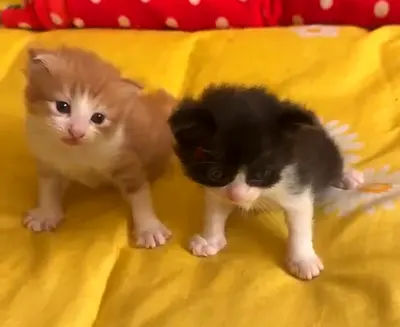 Free adoption Pair of 1month-old Kittens — Friendly Male and Female