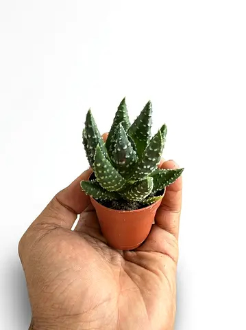 Holland Imported Live Haworthia Zebra Succulent in Nursery Pot (5cm) | Mini Textured Indoor Plant