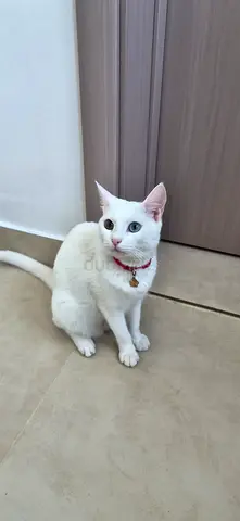 اناث للتبني مجانا