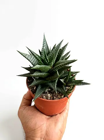 Holland Imported Live Haworthiopsis Limifolia Succulent in Pot (8cm) | Fairy's Washboard Live Indoor