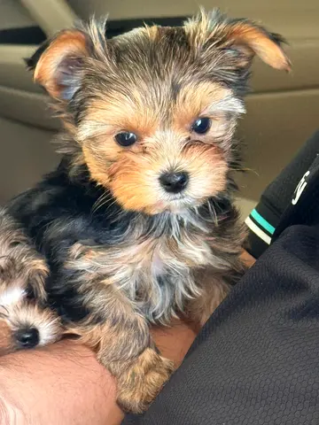 Yorkie-male