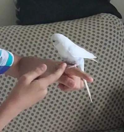 White Budgie / Parakeet - Friendly, Hand-tamed