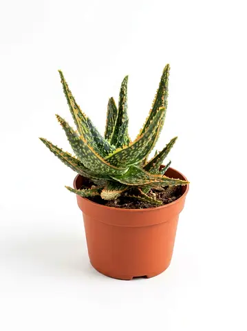 Holland Imported Live Aloe Hybrid Succulent in Nursery Pot (8cm) | Real Mini Textured Indoor Plant f
