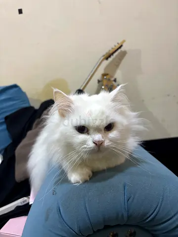 Gentle long-haired white cat available