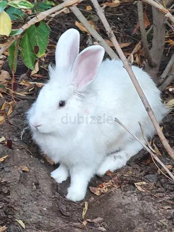 White ibunny friendly and healthy — available for adoption