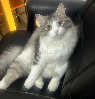 Persian Ragdoll mix male cat