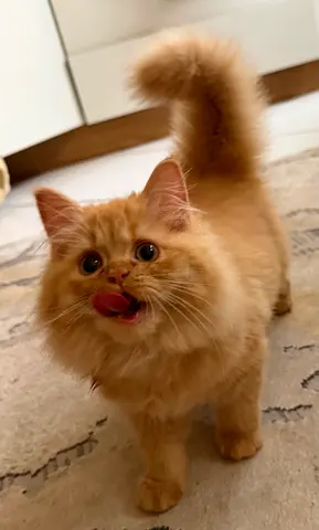 Pet