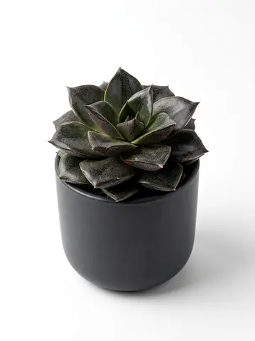 Holland Imported Live Echeveria Succulent in Ceramic Pot (5cm) | Real Mini Indoor Plant for Home