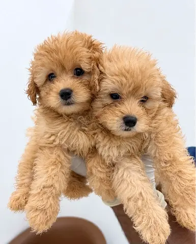 poodle puppies