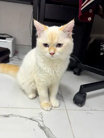 Kitten 6 month for free