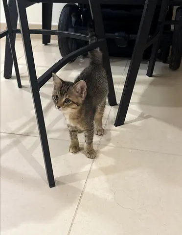 Kitten for adoption