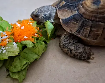 Mediterranean Turtle for adoption