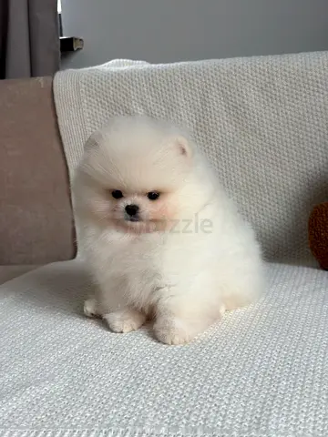 my puppy looking for a lovely and caring home