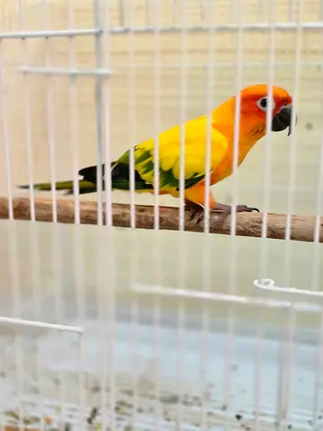 sun conure