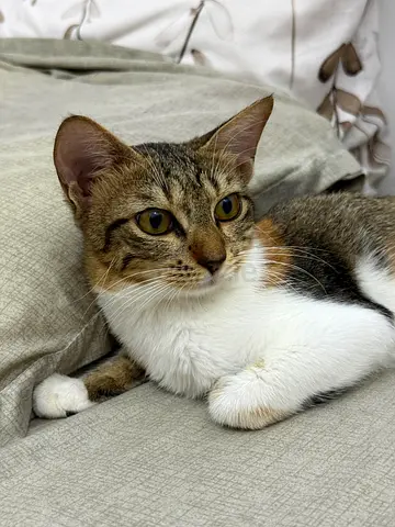 Free Cat Adoption