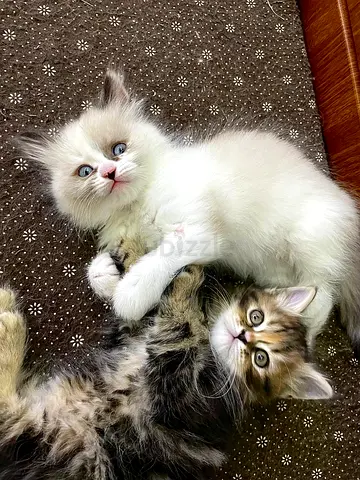 Cat for free adoption