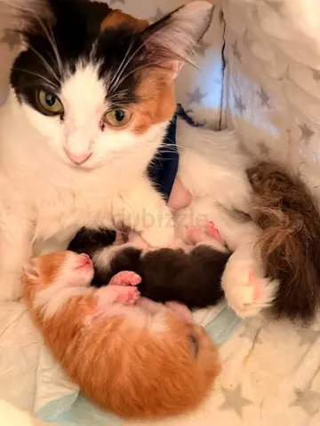 Free adoption 2Kittens and mother together (no single)