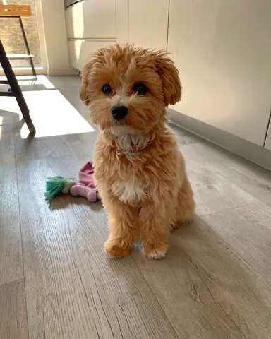 Cute puppies
