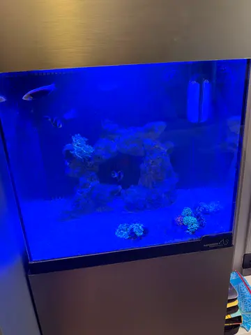 Saltwater aquarium