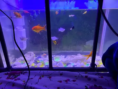 3 feet big Complete Home Fish Aquarium with Assorted Fishes and all accessories