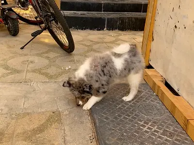 Puppy, two-month-old female