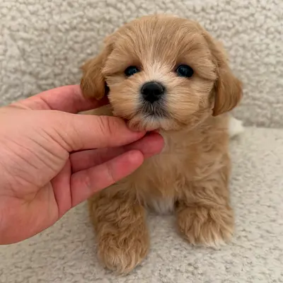 A handsome little boy 🤎
Gentle, playful, and so sweet — it’s impossible not to fall in love at firs