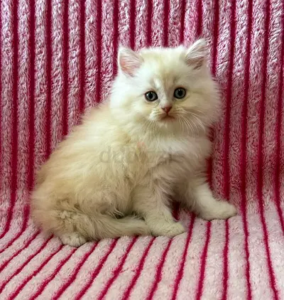 Pure Persian Kitten
