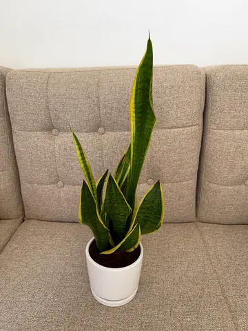 Healthy Snake Plant (Sansevieria) in White Pot