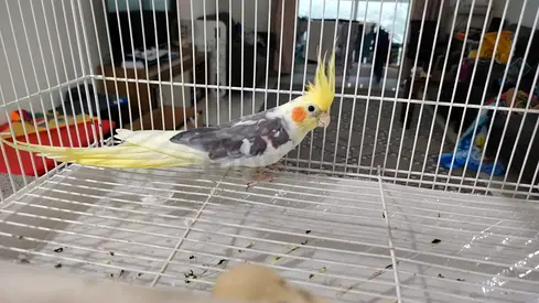 Hand-raised lutino pied cockatiel, tame and friendly