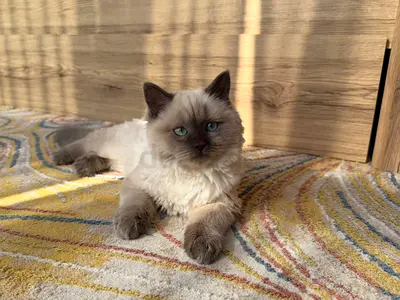 Himalayan - Friendly, Blue Eyes, 5 Months