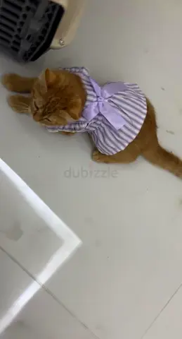 Cat for Adoption