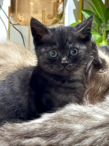 Kitten