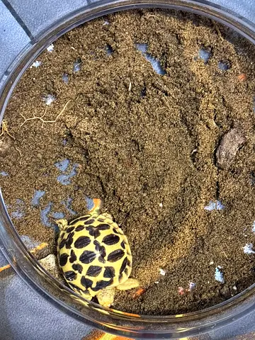 Small juvenile Indian star tortoise - healthy, ready for new home